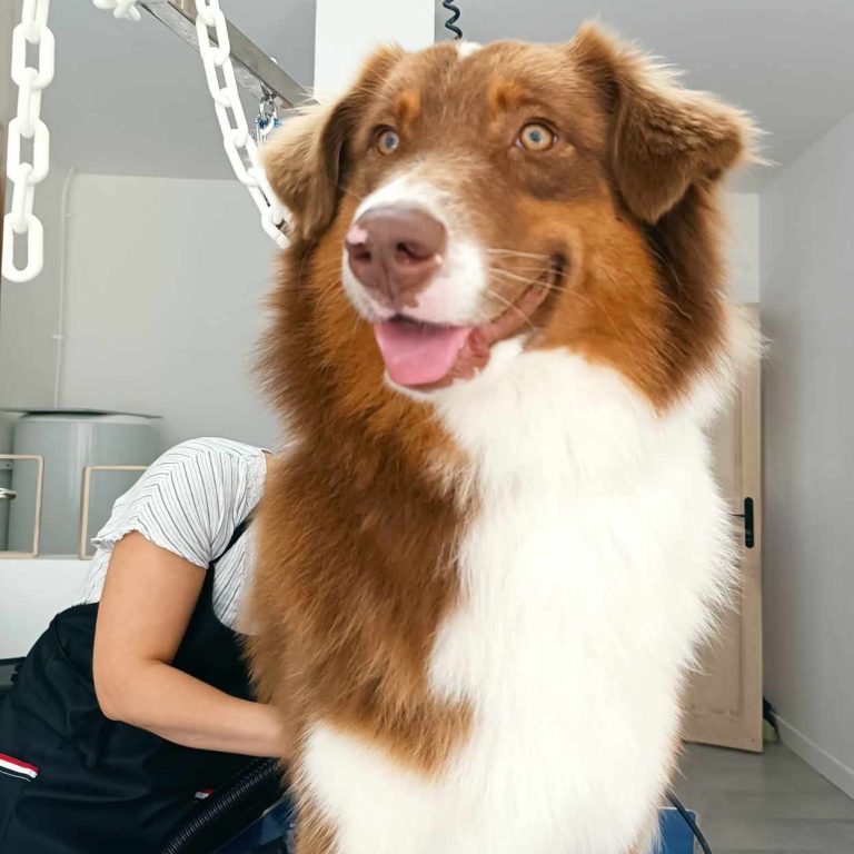 Un berger australien marron et blanc souriant dans un intérieur moderne.