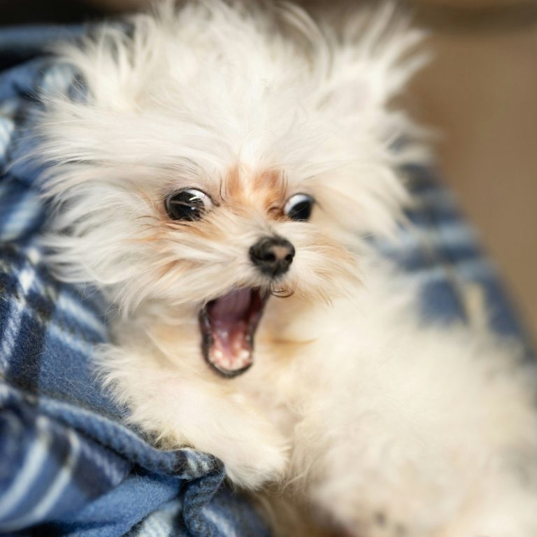 Un petit chien aux poils ébouriffés, avec une expression surprenante.