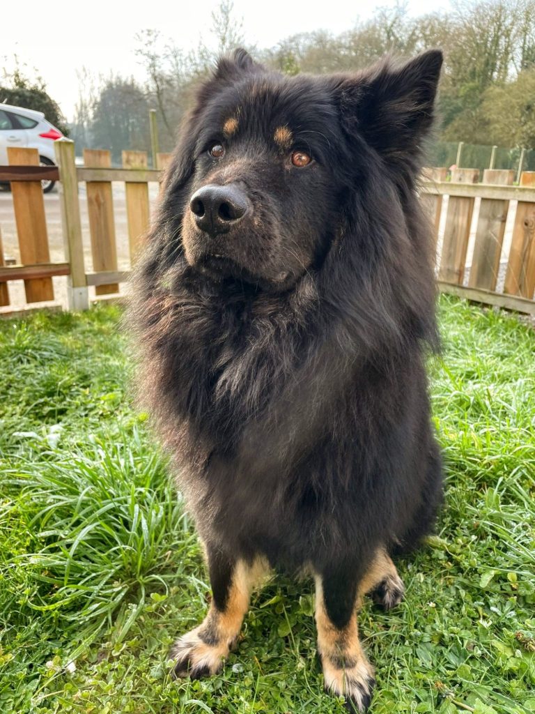 Chow-chow au pelage soyeux assis sur l'herbe, avec une posture fière.