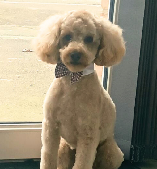 Un caniche avec un nœud papillon, assis près d'une fenêtre.