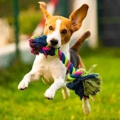 jouet pour chien Beagle sautant avec un jouet en corde coloré dans la bouche.