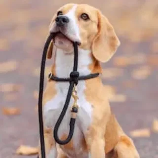 Promenade Un beagle tenant une laisse dans sa gueule, entouré de feuilles d'automne.