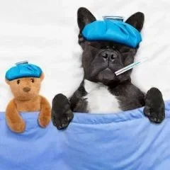 prescription Un chien avec un bonnet bleu et un thermomètre, couché sous une couverture.