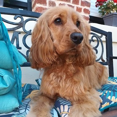 Un chien cocker golden assis sur un canapé avec des coussins colorés.